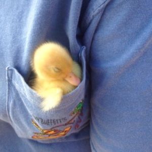 Meet your Posher, David